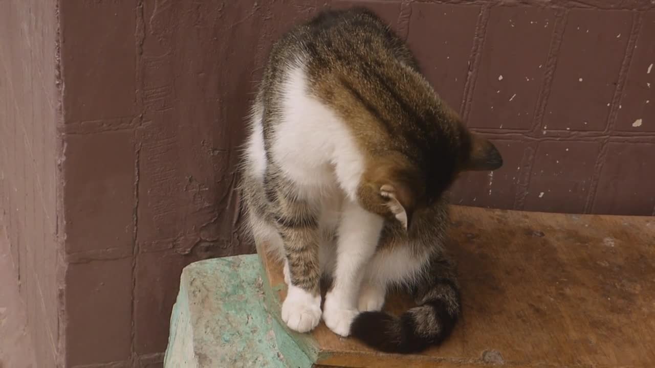 A cute cat enjoying its composure.