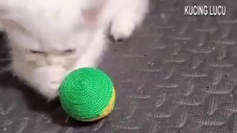 Kucing lucu menggemaskan.