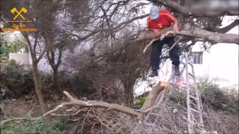 Tree Falling Fails.... They Should Have Hired Professionals!