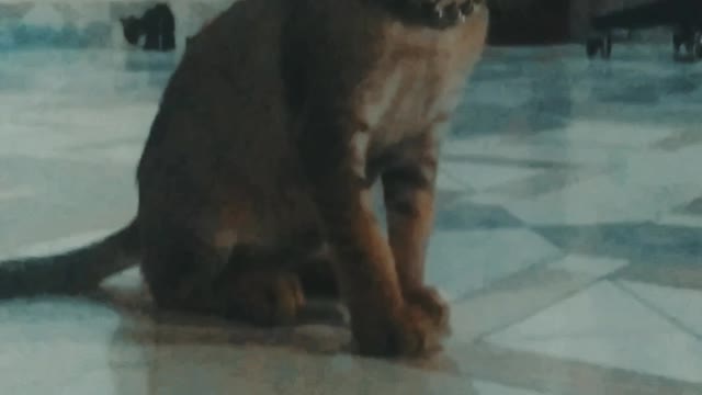 They are the little king of our houseš¼