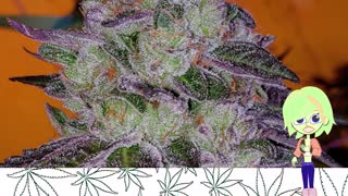 Tropic Thunder - Ethos Genetics