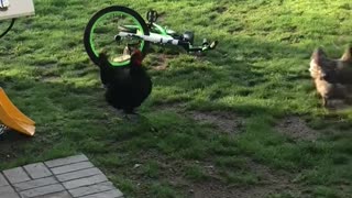 Puppy with the chickens