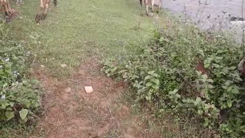day to go to graze the cow