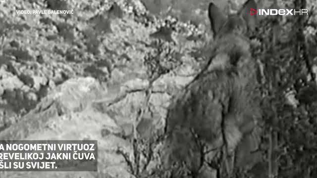 Nevjerojatna snimka: Luka Modrić kao dječak čuva koze na Velebitu