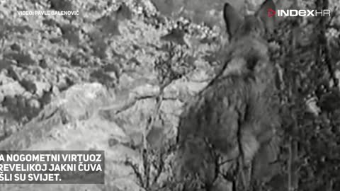 Nevjerojatna snimka: Luka Modrić kao dječak čuva koze na Velebitu