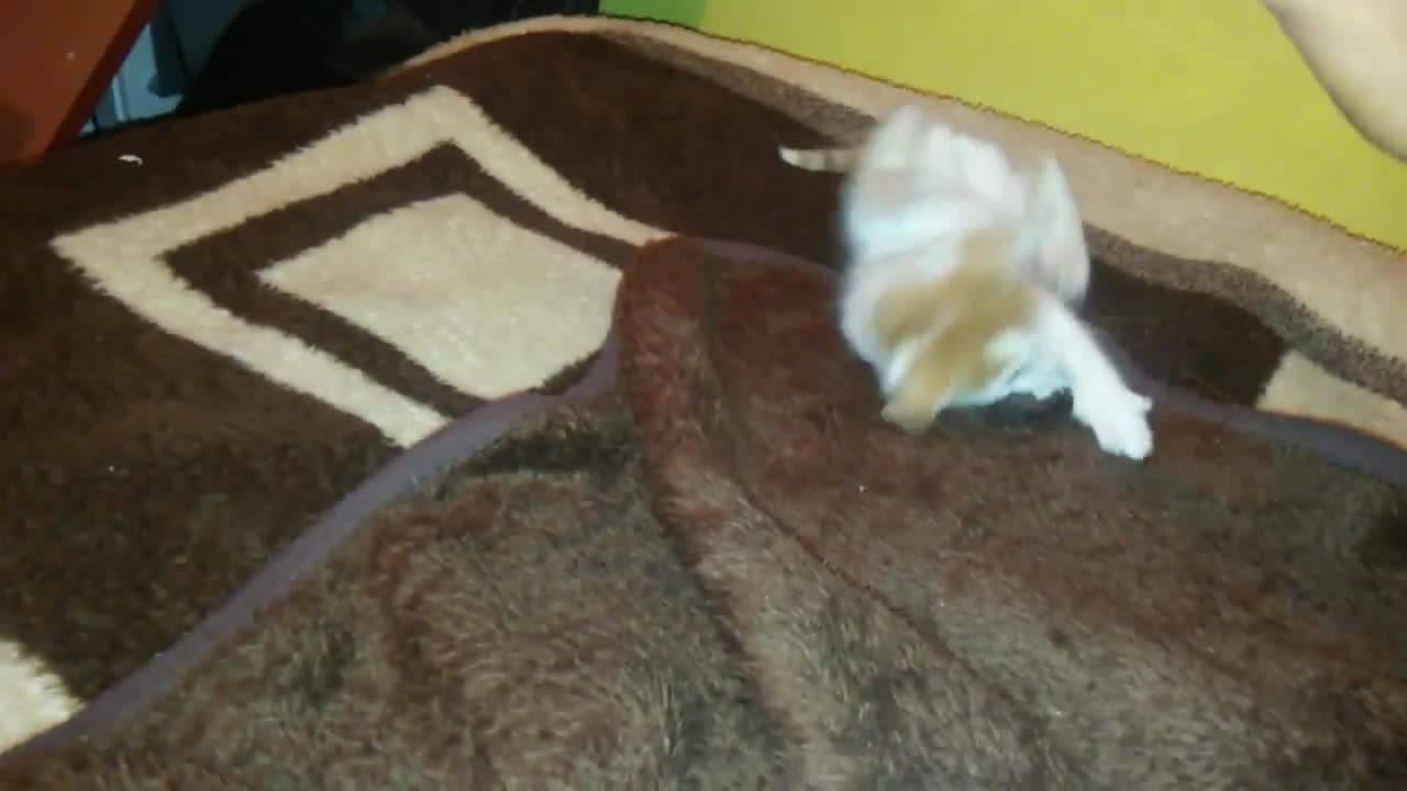 FAIL CAT - VIDEO DIVERTIDO DE GATITO