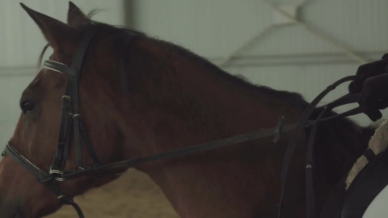 Hands hold the horse's bridle close up