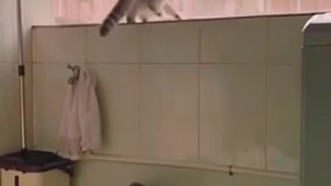 FLYIN CATS ! #shorts
