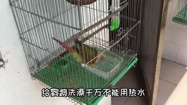 parrot in hand