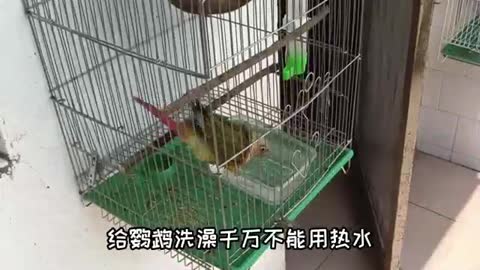 parrot in hand