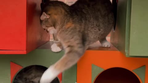 This is my new cats house