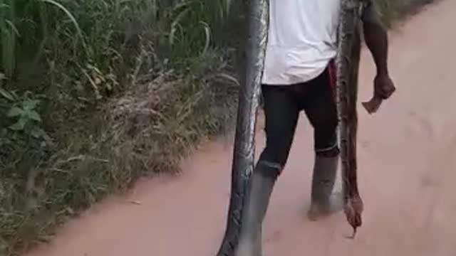Man kills a huge python drags it on the street.