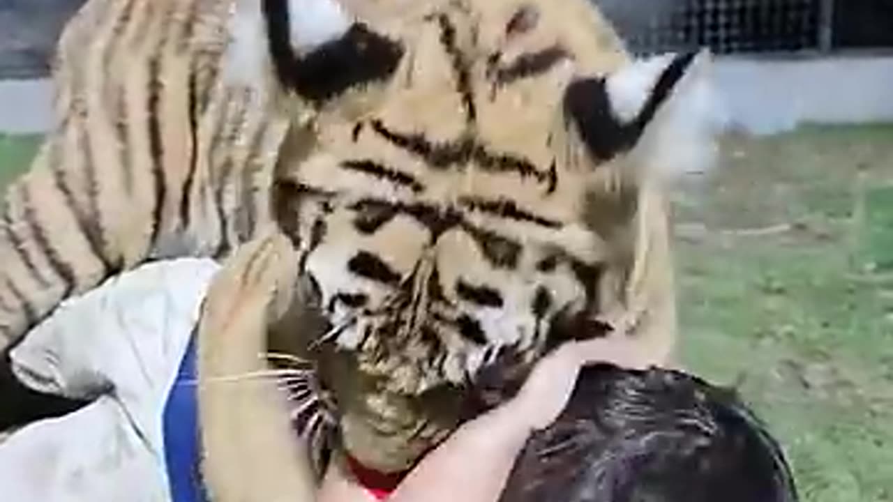 Naughty kid playing with Bengal tiger