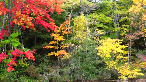 Foliage