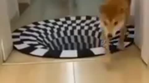 cuteanimals # viral #animalshorts #cuteshorts #shorts #youtubeshort1