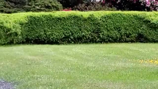 Rabbit Jungle Hunting