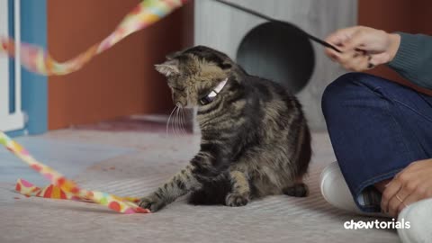 How To Introduce a Dog to a Cat