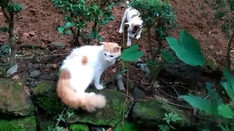 Cat vs puppies/cute pappy playing with a cat/ cat escaping from little dog's bite