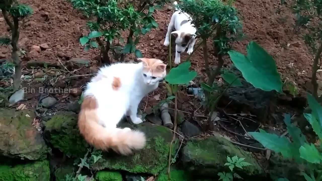 Cat vs puppies/cute pappy playing with a cat/ cat escaping from little dog's bite