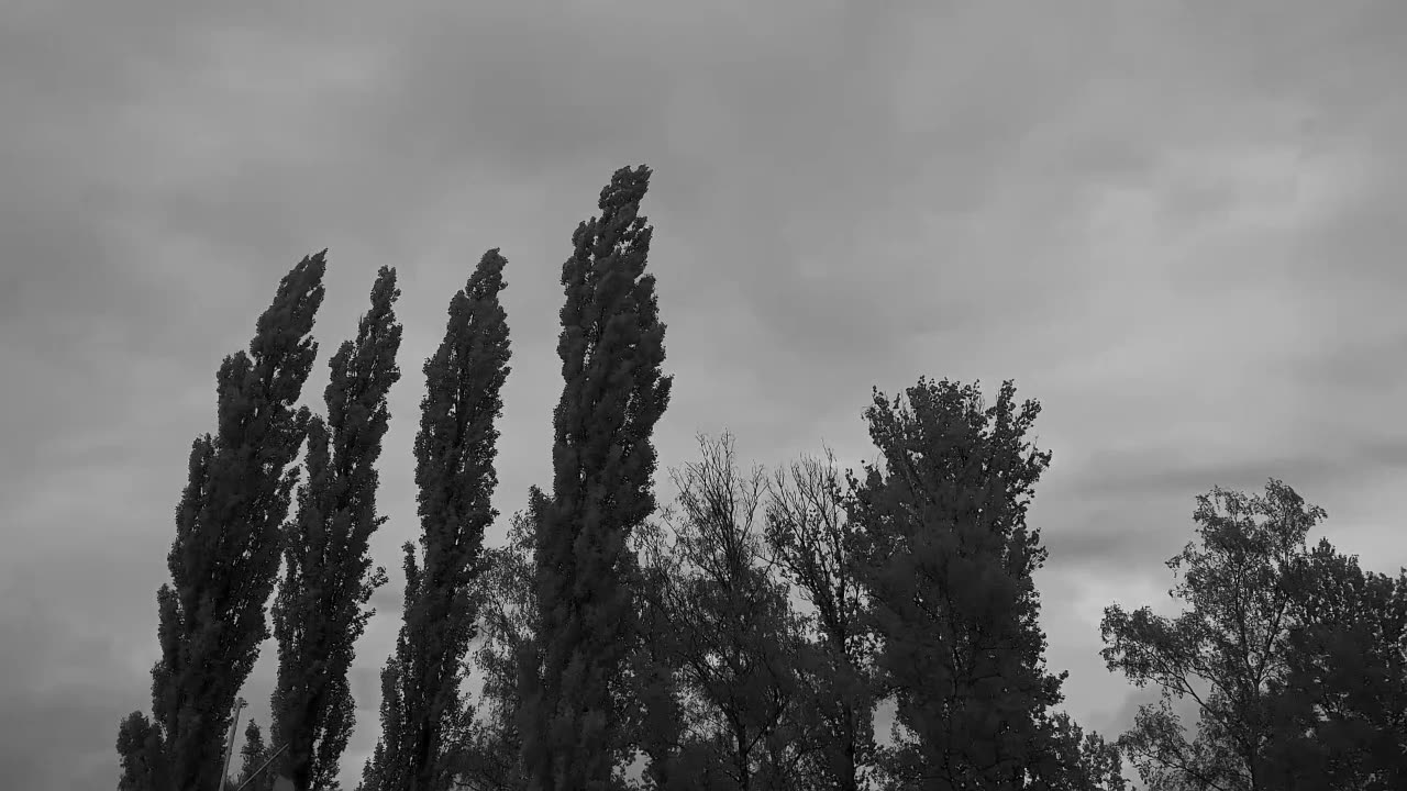 CHILLOUT DARK TREES v1