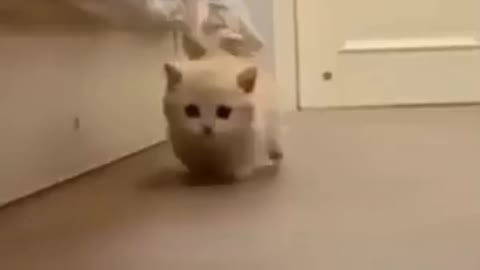 Little kitten