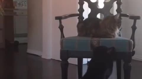 Scared the cat cat