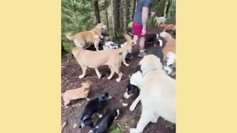 I've Never Been So Shocked By A Surrendered Dog