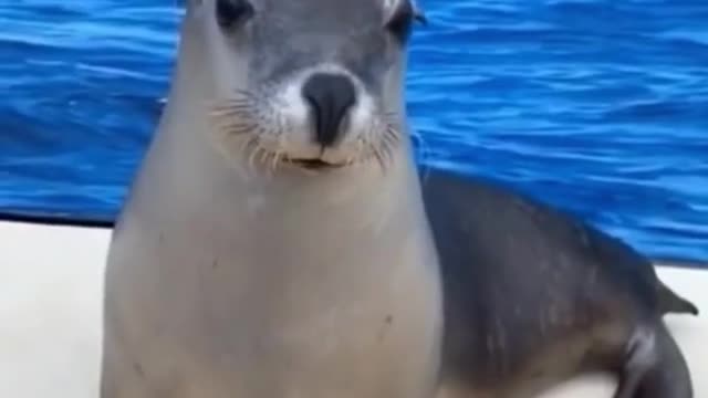FUNNY ANIMALS VIDEOS TRY NOT TO LAUGH 🤣 | FUNNY CATS | FUNNY DOGS | CUTEST ANIMALS Eps 42 #SHORTS