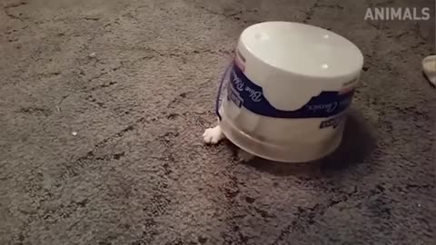 Funniest animals are cats
