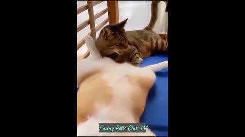 Funny Animal Videos 🤣 Funniest Cats and Dogs Videos 2024 😁