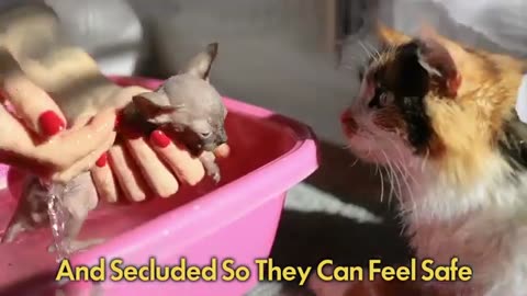 Scientists Confirm Why Do Cats Leave From Home and Don't Come Back Again