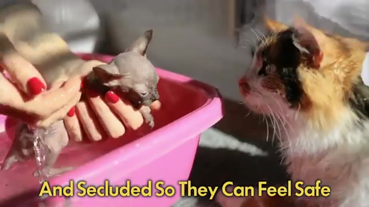 Scientists Confirm Why Do Cats Leave From Home and Don't Come Back Again
