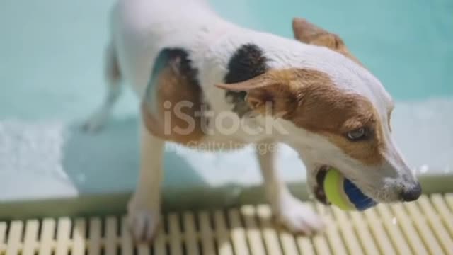 Funny dog with toy ball in his mouth swimming and pull himself up from swimming pool