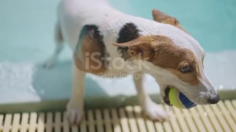 Funny dog with toy ball in his mouth swimming and pull himself up from swimming pool