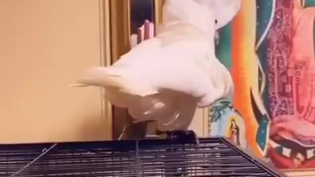 Parrot singing , so funny 🤣