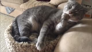 Doing cat stuff