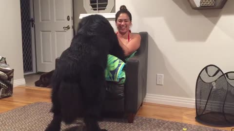 Massive Newfoundland thinks he’s a tiny lap dog
