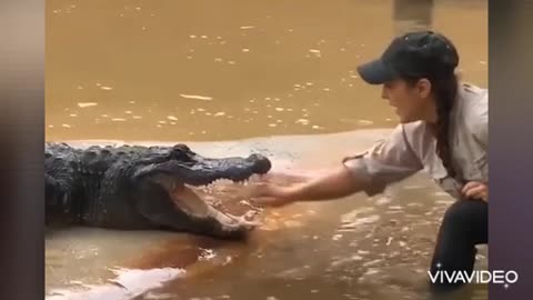 Fast hands around crocodile mouth