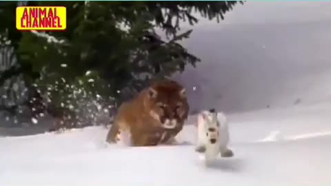 Puma trying to get a snow rabbit
