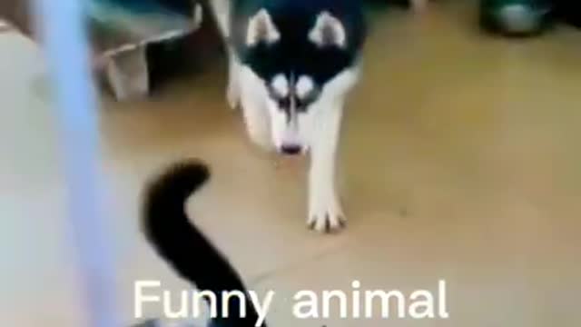 Funny Animal Videos 😂 - Funniest animals Videos 😺😍funny comedy video