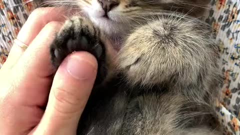 cute little cat on my bed