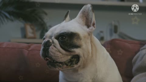 Dog❣️🎶