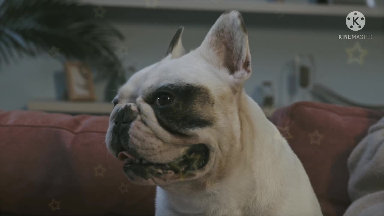 Dog❣️🎶