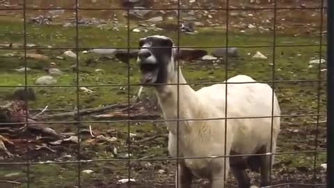 Funny Sheep screeching like a Human .