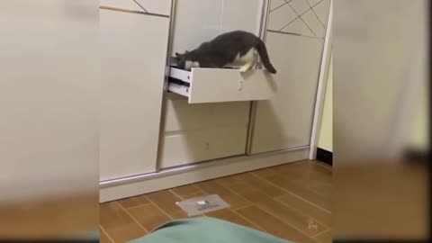 Funny and cute animals - Funny cats and dogs # 2