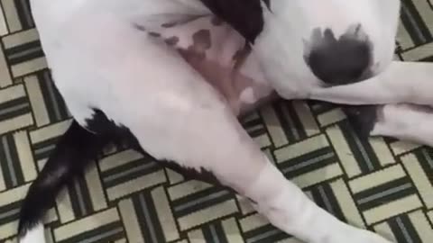 My Dog is Smarter than Husky and Chihuahua#cat #cute #kitten