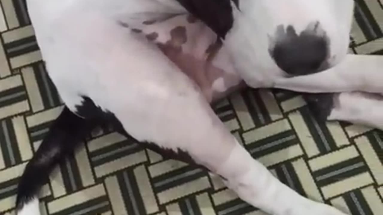 My Dog is Smarter than Husky and Chihuahua#cat #cute #kitten