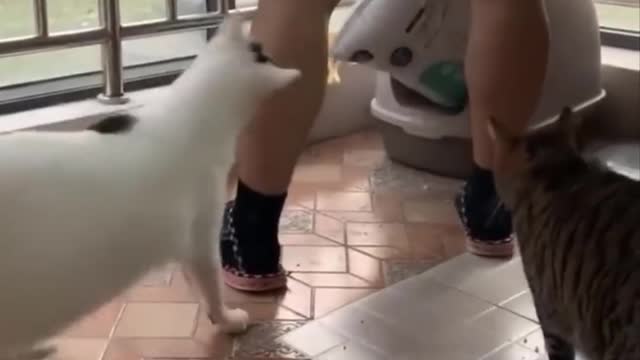 yt1s.com - Funniest Cats Dont try to hold back Laughter Funny Cats Life.mp4