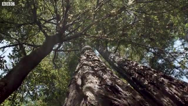 Soothing Forest Soundscapes | Our Green Planet | BBC Earth