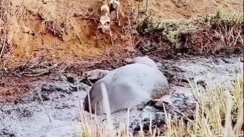 An unexpected ending